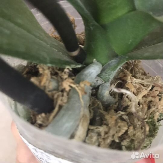 Орхидея фаленопсис