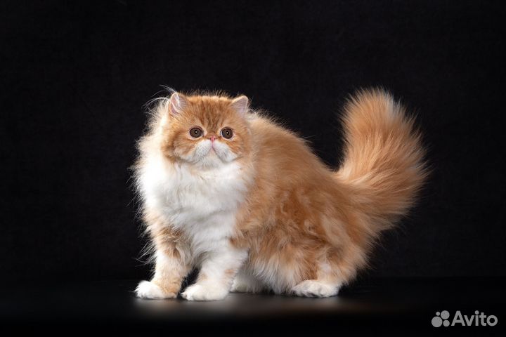 Персидский котик