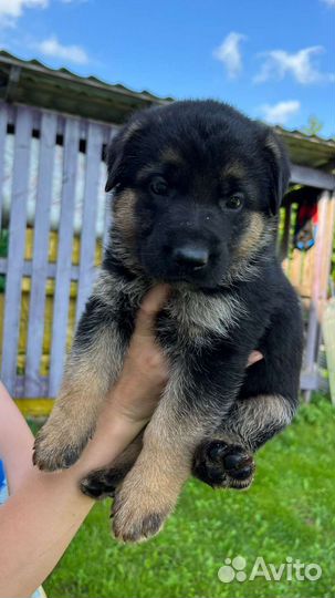 Немецкая овчарка