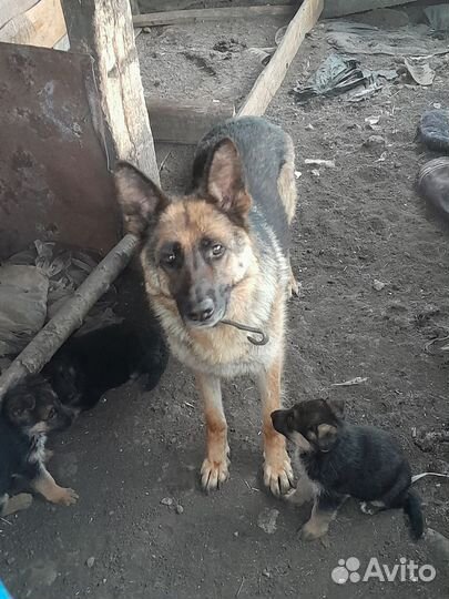 Немецкая овчарка