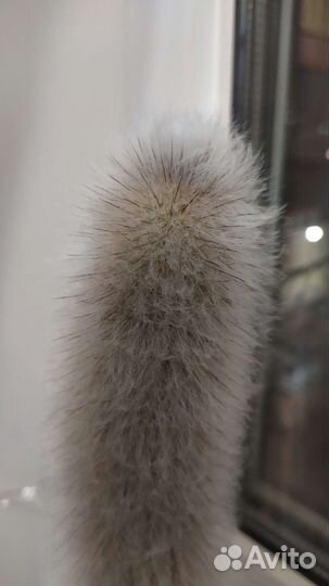 Кактус цефалоцереус cтарческий