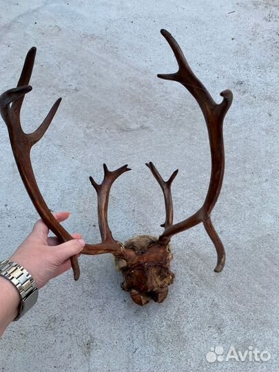 Продам рога оленя