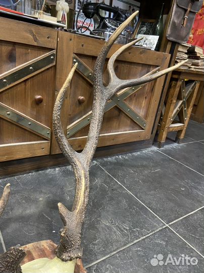 Огромные трофейные оленьи рога