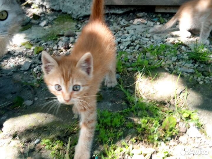 Котятки от бабушки Вали