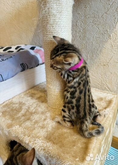 Бенгальская