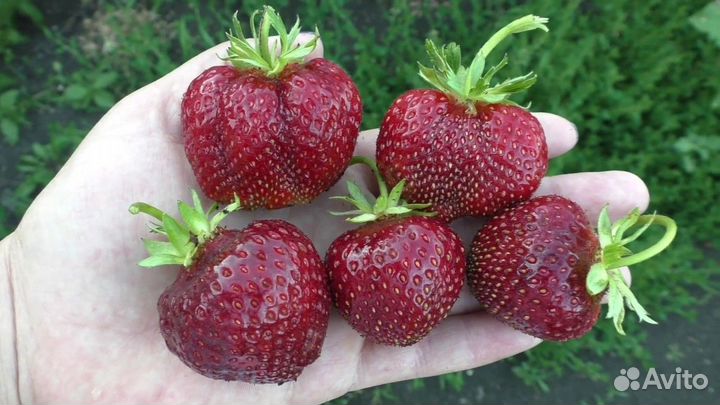 Продам рассаду своего разведения