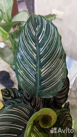 Калатеи разные сорта