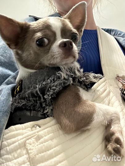 Чихуахуа вязка