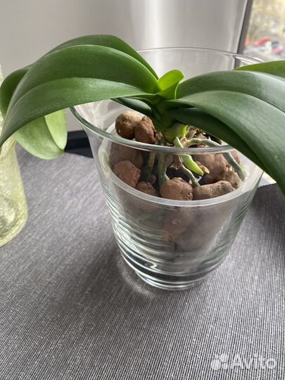 Кашпо ваза для орхидеи Икеа