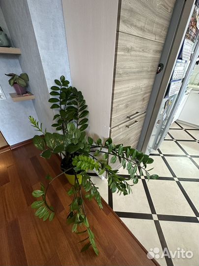 Замиокулькас