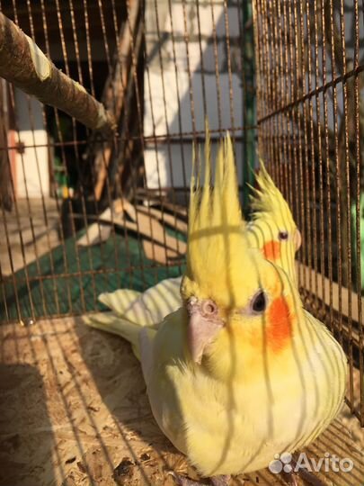 Попугаи кореллы шалевые,монахи