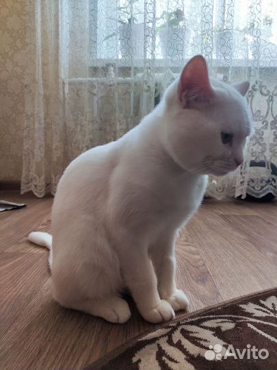 Кот британец