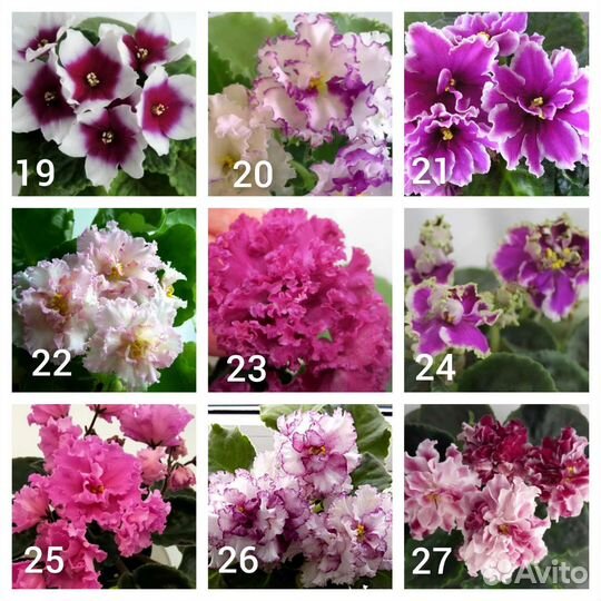 Листы сортовых фиалок(отправляю почтой)