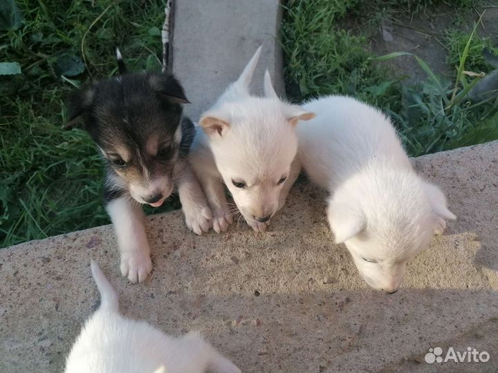 Отдам в добрые руки