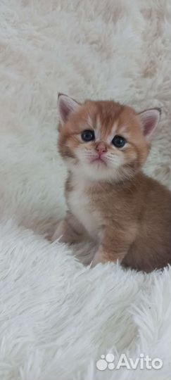 Британские котята золотая шиншилла