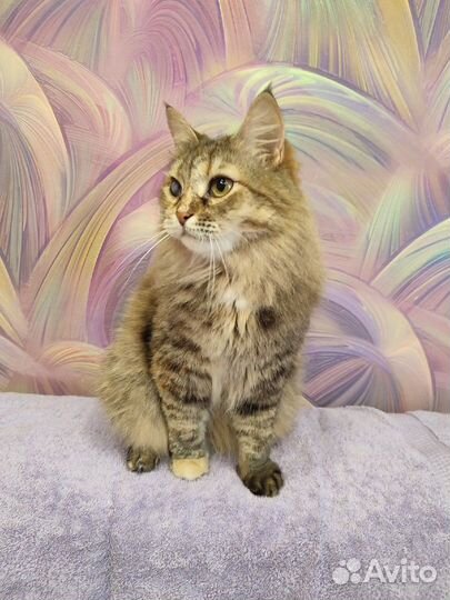 Очень ласковая Мила ищет дом