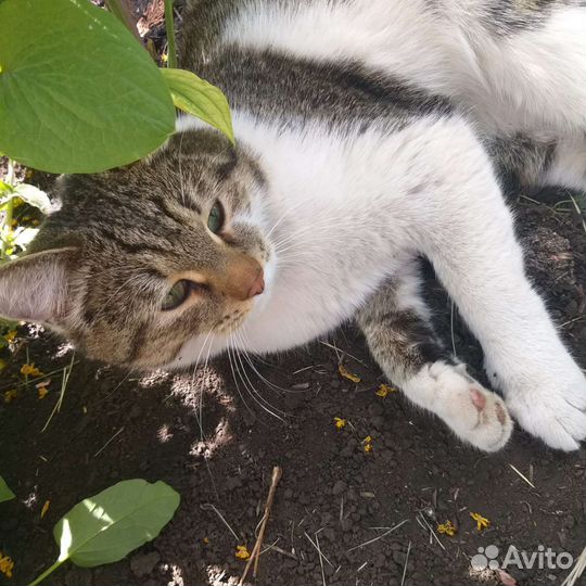 Злые люди выкинули кота