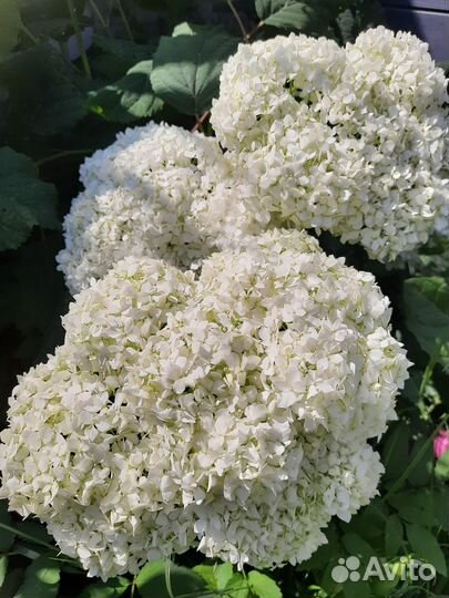 Древовидная гортензия с огромными цветами