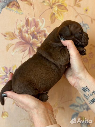 Американский булли покет экзот