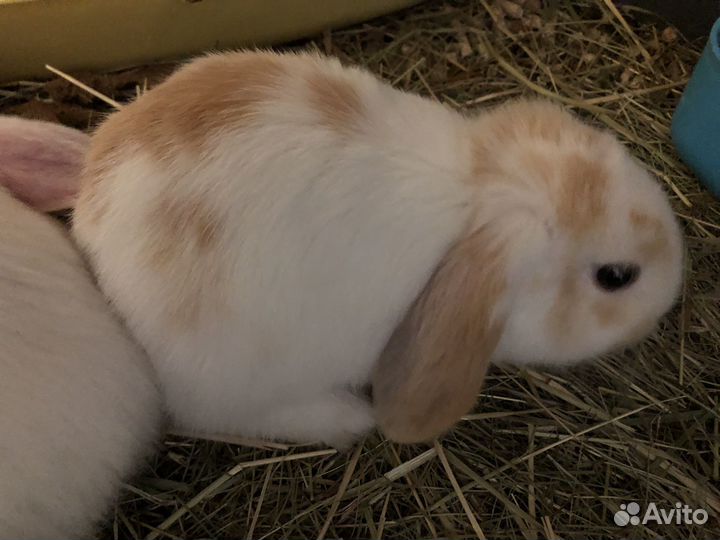 Декоративные кролики вислоухие барашки