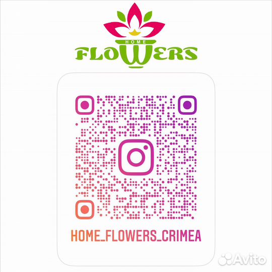 Бамбук Драцена Сандера Лаки в кашпо