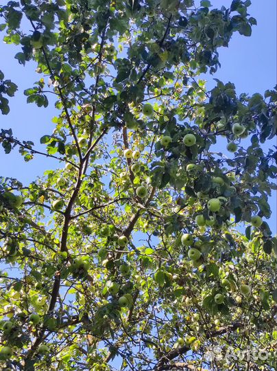 Яблоки антоновка оптом