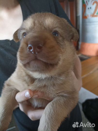 Щеноки в добрые руки