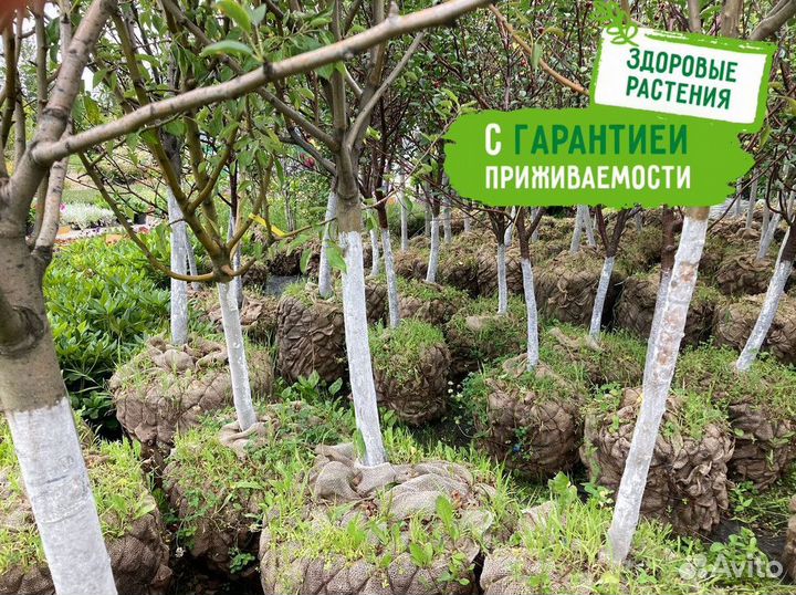 Черешня, груша, яблоня, вишня, слива. Саженцы