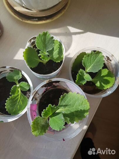 Комнатная мята