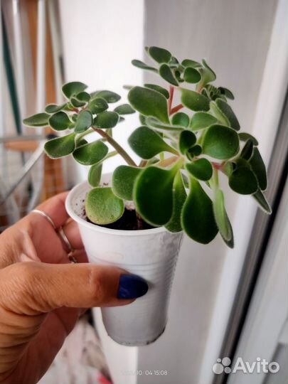 Аихризон (дерево любви)