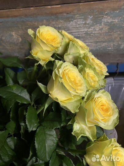 Розы домашние