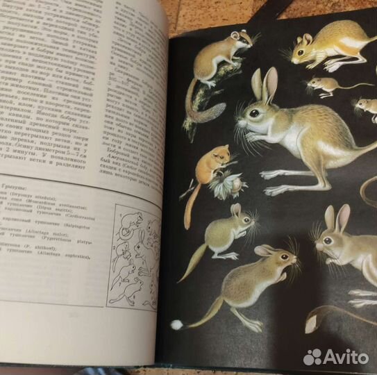 Жизнь животных энциклопедия в 6 томах