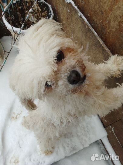 Собаки животные