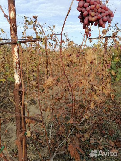 Черенки (чубуки) винограда