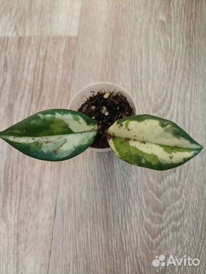 Сансевиерия, хойя, пеперомия, филодендрон