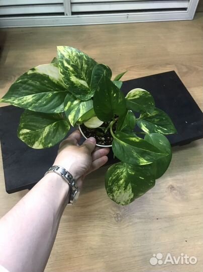 Эпипремнум