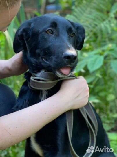 Щенок метис лабрадора