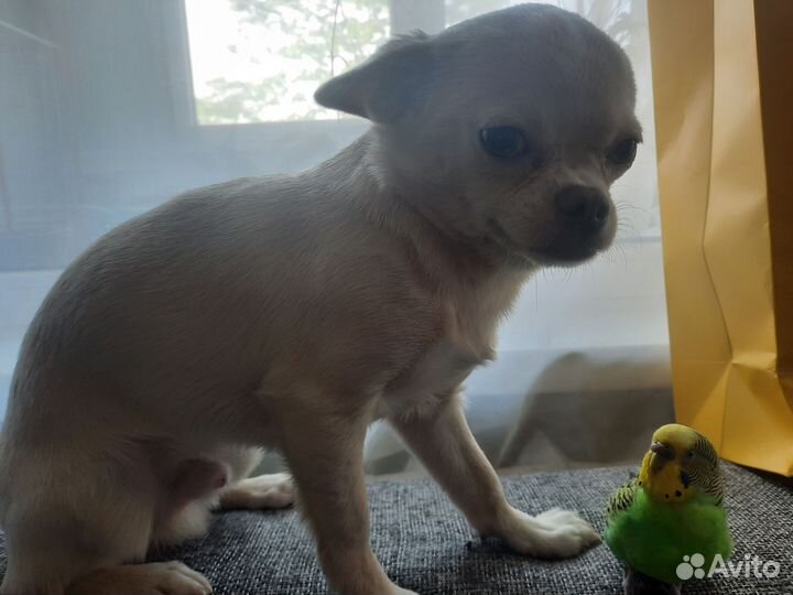 Мальчик чих