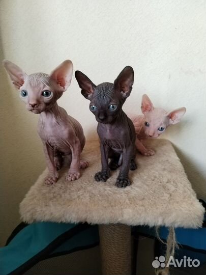 Канадский сфинкс