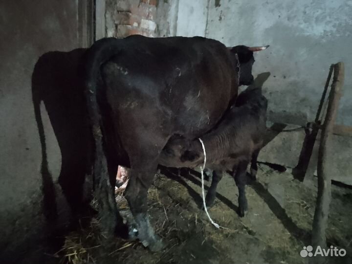 Корова с бычком