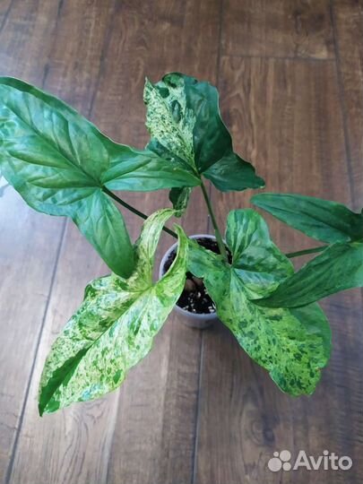 Сингониумы