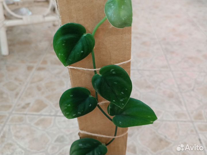 Эпипремнум микс