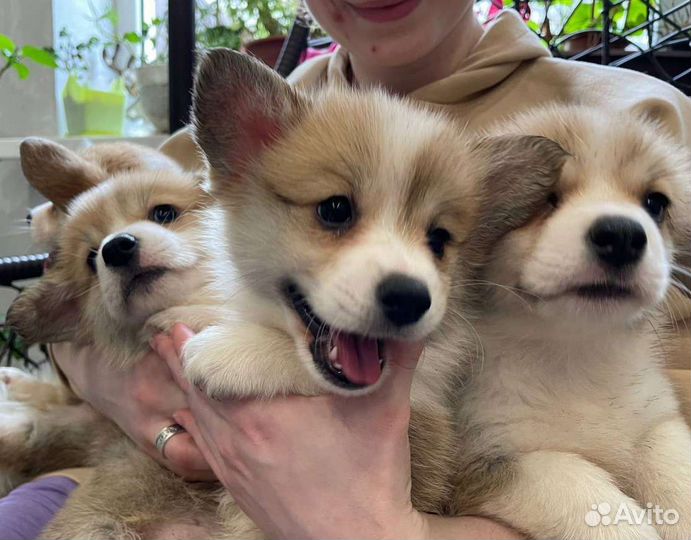 Преданность и любовь вам подарит вельш корги пембр