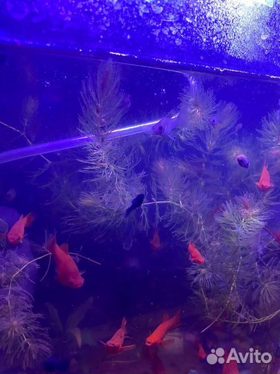 Меченосцы красные