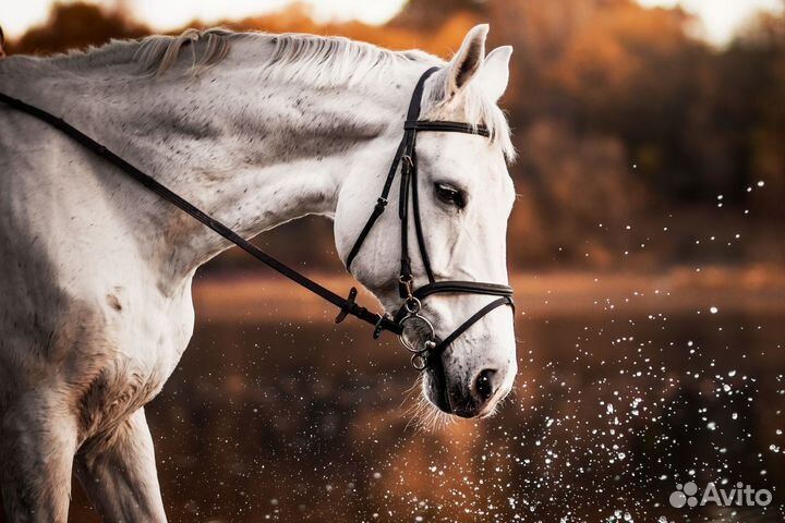 Комбикорм корм для лошадей