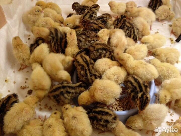 Мясо перепелов