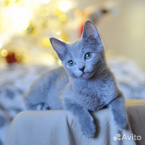 Котёнок русская голубая, девочка