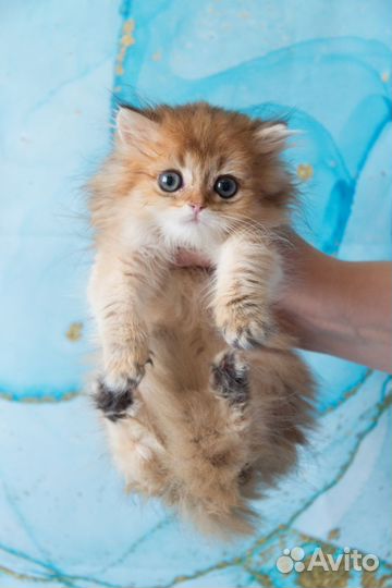 Золотой мальчик