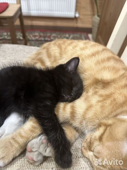 Черный котенок