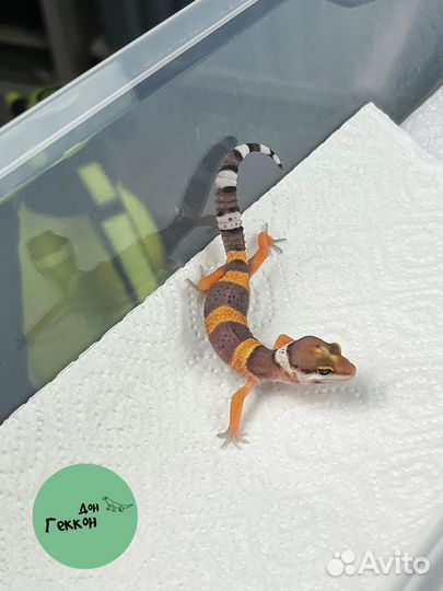 Эублефар геккон малыш